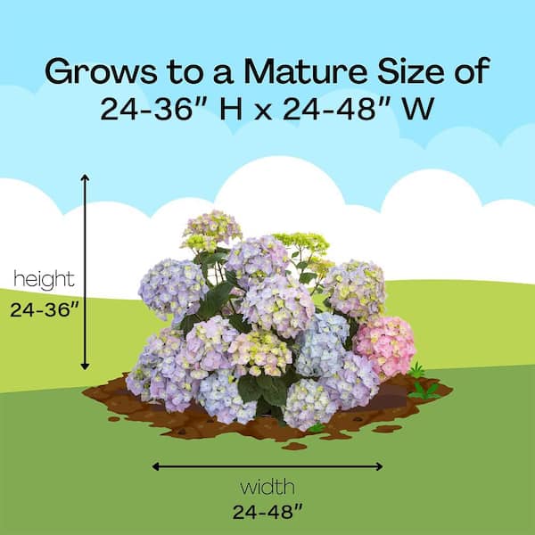PROVEN WINNERS 2 Gal. Let's Dance Skyview Hydrangea Shrub in