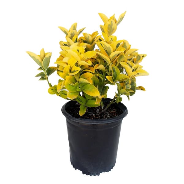 EVERDE GROWERS 2.5 Qt. Golden Euonymus Shrub Plant