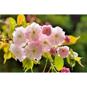 Kwanzan Cherry Blossom Tree - Beautiful, large, bright pink globes of  blossoms! (2 years old and 3-4 feet tall.)