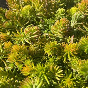 3.42 Gal. Non-Fragrant Drought Tolerent Gold Sedum Flowering Shrub with Yellow Flowers (3-Pack)