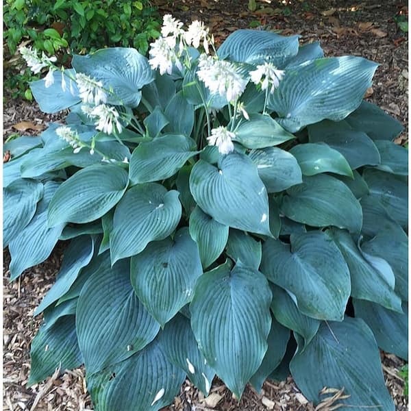 dress blues hosta 2.5 qt. Perennial Blue Angel (4-Pack) 1941 which is where hosts XXS navy blue sweet 16 Size:150