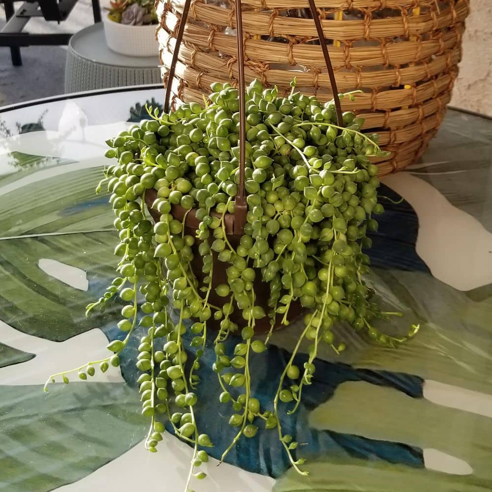 Senecio Radicans String of Pearls in Brown Plastic Hanging Planter