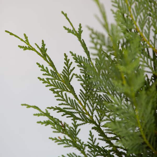thuja smaragd wie tief pflanzen Lebensbaum Thuja occidentalis Smaragd 120-140 cm Höhe Ballenware