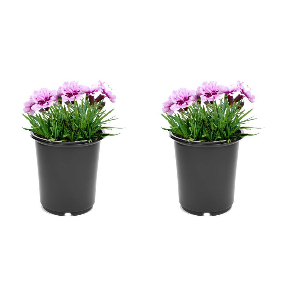 2.5 qt. Carnation Odessa Perennial Plant with Pink Flowers-(2-Pack)