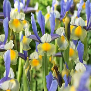 Dutch Iris Bulbs Miss Saigon (Set of 25)