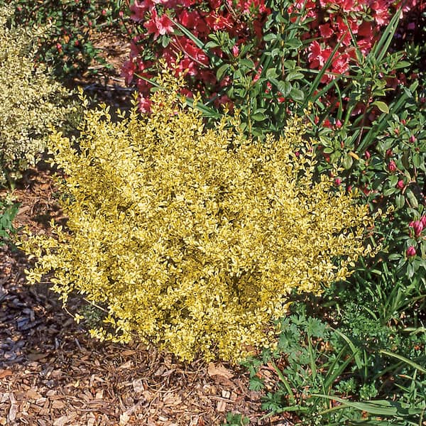 SOUTHERN LIVING 2 Gal. Sunshine Privet Ligustrum Evergreen Shrub, Golden-Yellow Foliage