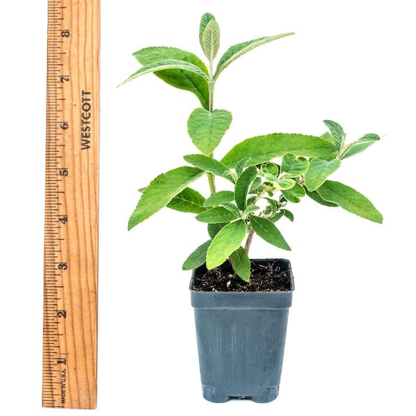 Spring Hill Nurseries 3 in. Pot Black Knight Butterfly Bush (Buddleia) Live Deciduous Plant with Purple Flowering Perennial (1-Pack)