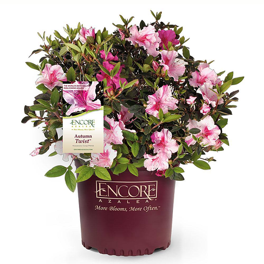 ENCORE AZALEA 5 Gal. Autumn Twist Azalea Shrub with Bi-Color and Occasional  Solid Purple Blooms and Rich Green Foliage 15658 - The Home Depot