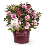 5 Gal. Autumn Twist Azalea Shrub with Bi-Color and Occasional Solid Purple Blooms and Rich Green Foliage