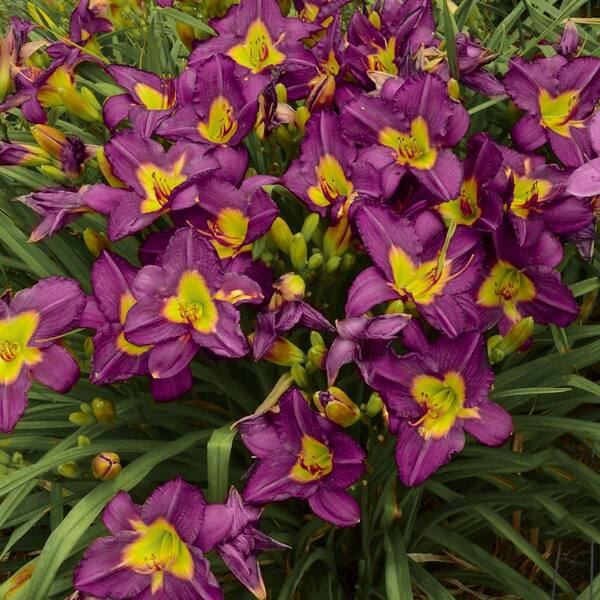 national PLANT NETWORK Bare Root Daylily Garden Show (3-Pack