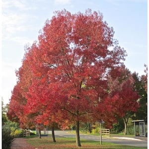 3 ft. - 4 ft. Purple Autumn Ash Tree Bare Root