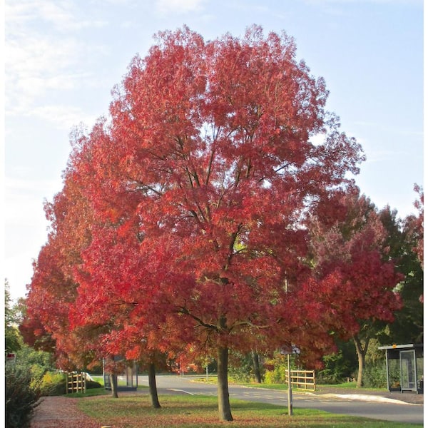 Online Orchards 3 ft. - 4 ft. Purple Autumn Ash Tree Bare Root