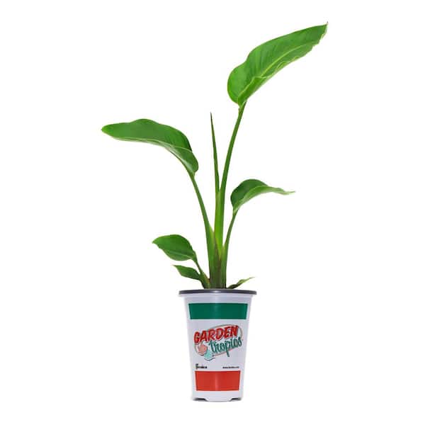 2 qt. #1G White Bird Of Paradise Shrub