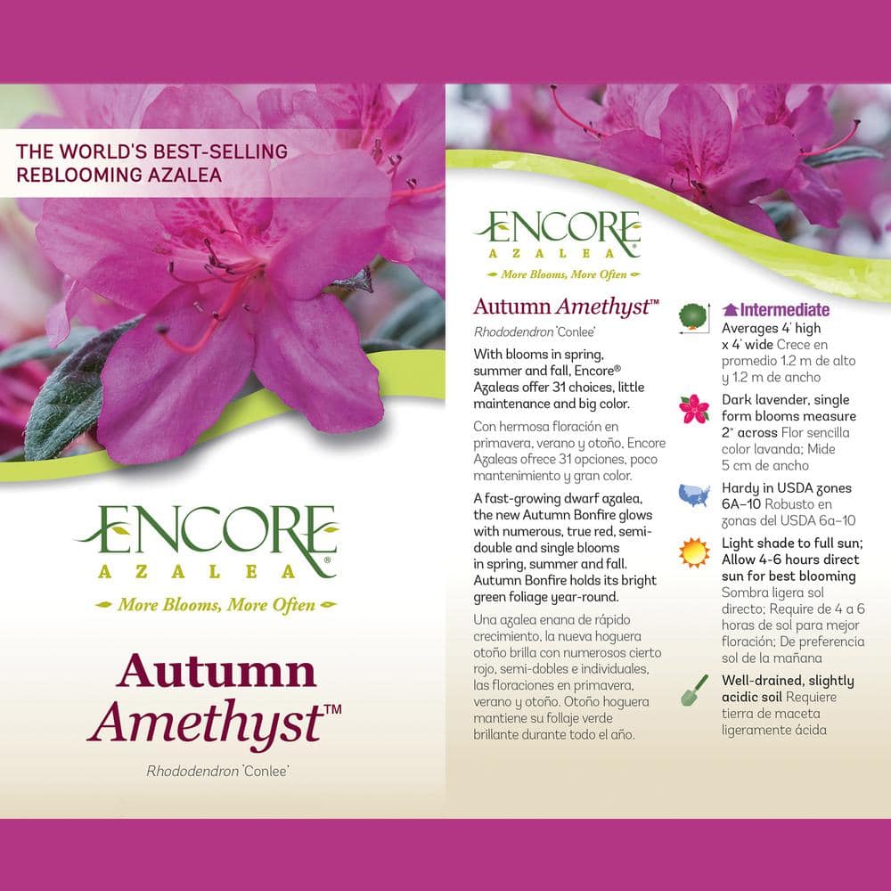 Autumn Amethyst Purple Flowering Perennial Azalea Shrub in 1 Gallon Container