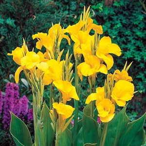 King Humbert Giant Canna Lily Dormant Flowering Bare Root Bulbs (5-Pack)