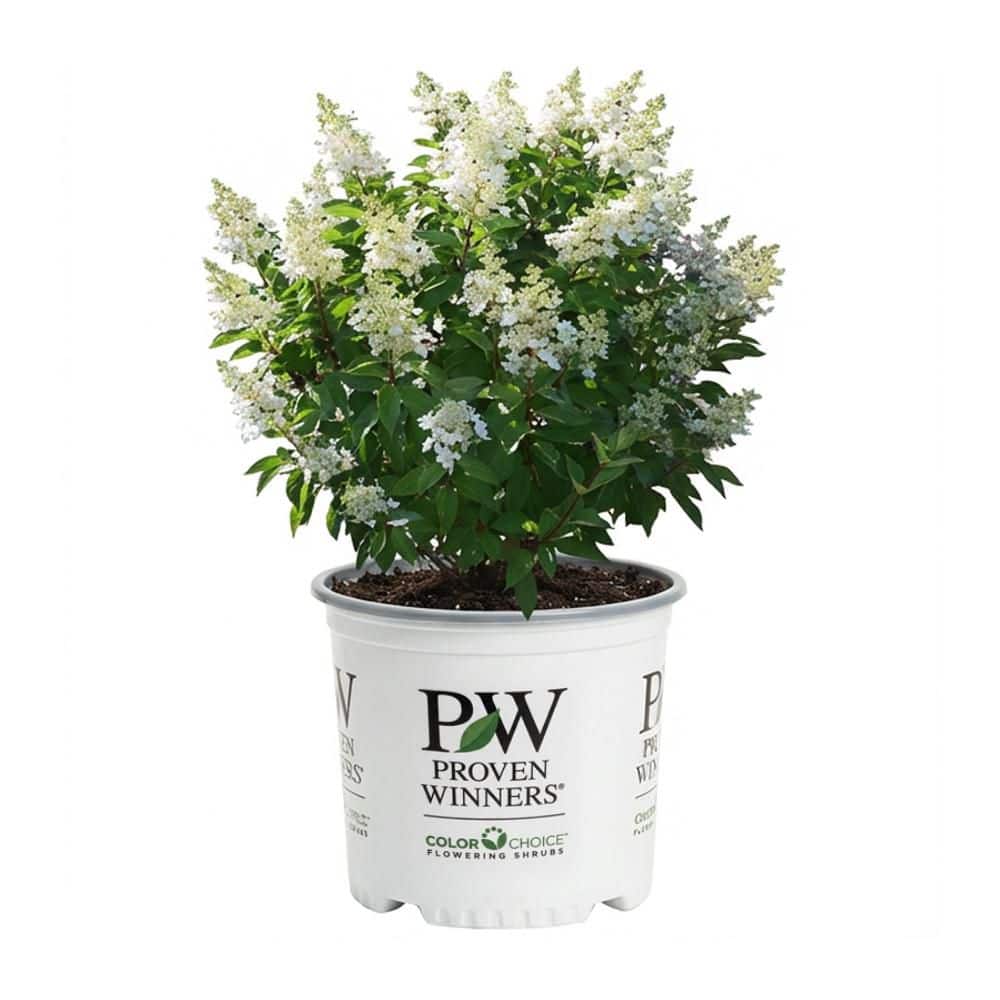 PROVEN WINNERS 2 Gal. Pinky Winky Prime Hydrangea Live Flowering