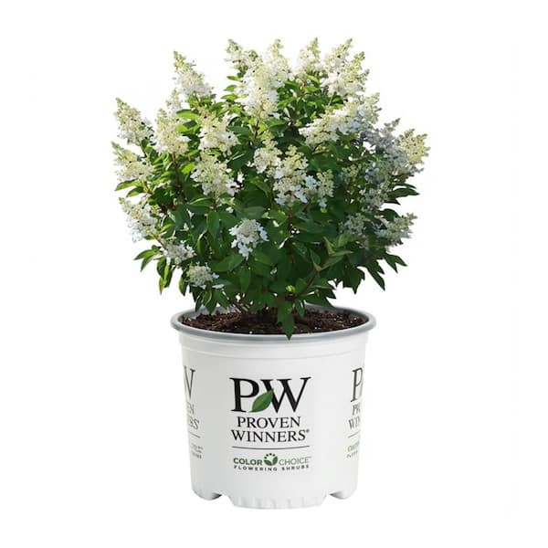 2 Gal. Pinky Winky Prime Hydrangea Live Flowering Shrub Plant ; Large Pink and White Flowers