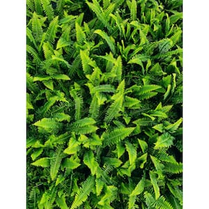 1 qt. Kimberly Queen Fern Plant Nephrolepis Obliterata (8-Pack)