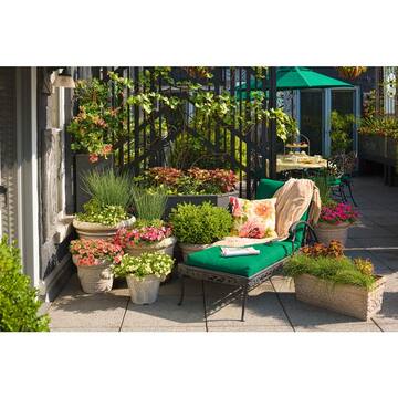 4.5 in. Qt. Sprinter Boxwood (Buxus) Live Evergreen Shrub, Green Foliage