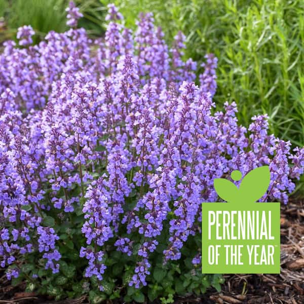 PROVEN WINNERS 0.65 Gal. Cat's Pajamas Catmint (Nepeta) Live Plant, Purple Flowers
