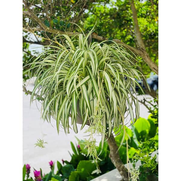 Spider Plant Hanging Basket (10) – Needham'sNursery