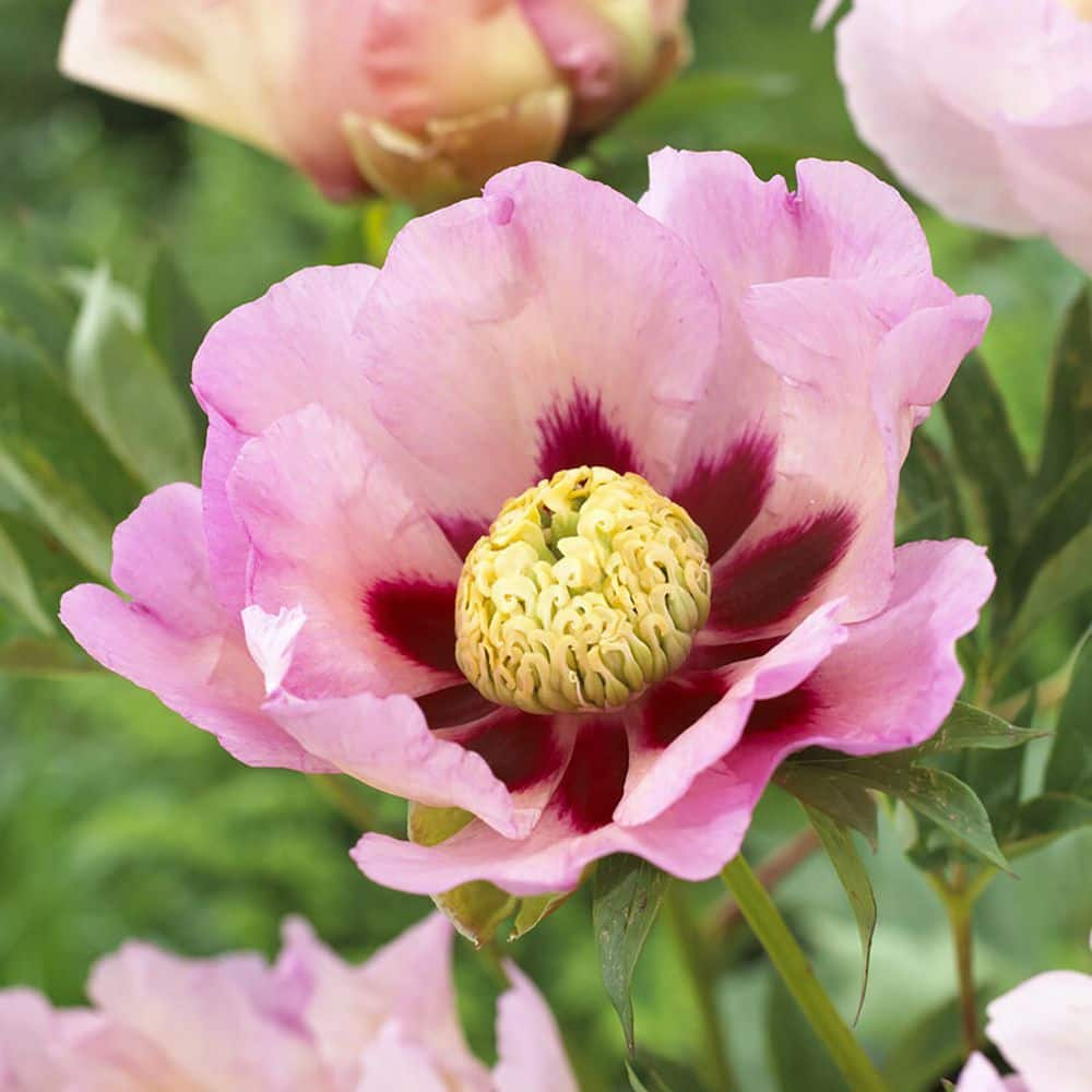 VAN ZYVERDEN Itoh Peony Pastel Splendor Set of 1 Root 84540 - The Home Depot