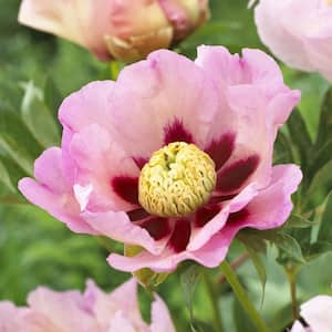 Itoh Peony Pastel Splendor Set of 1 Root