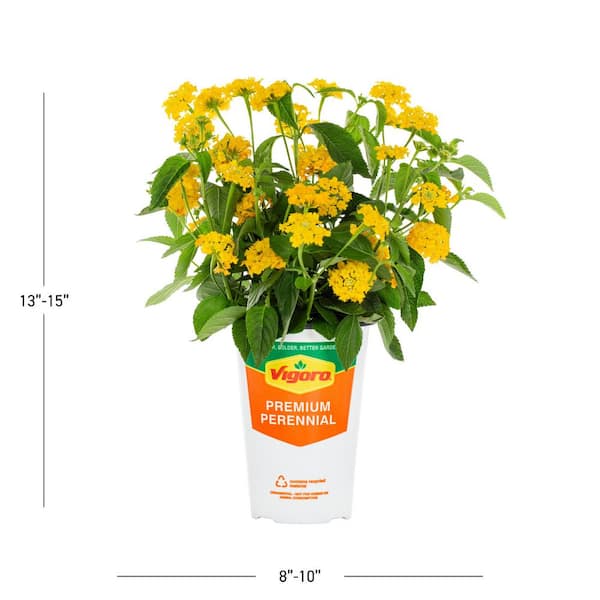 Vigoro 2 QT Lantana 'Chapel Hill Gold' Yellow Perennial Plant