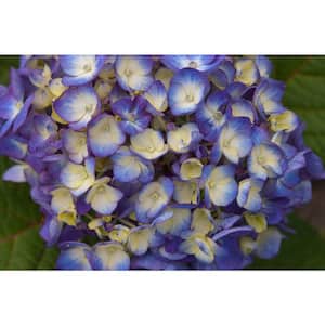 2 Gal. BloomStruck Reblooming Hydrangea Flowering Shrub, Blue or Purple Flowers