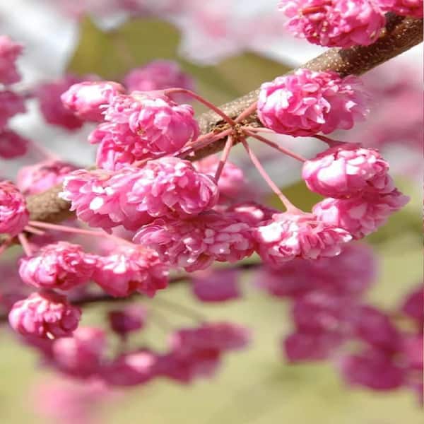 Unbranded 7 Gal. Pink PomPom Redbud Tree