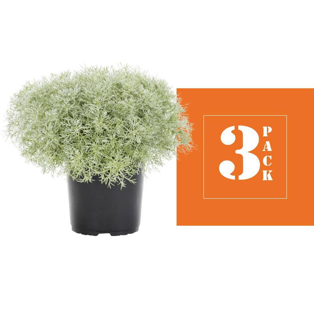 Silver Mound Artemisia 2 Quart Fragrant Perennial Plant Trio