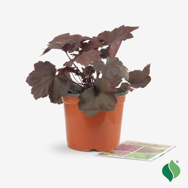 1 Gal. Magma Coral Bells (Heuchera), Live Perennial Plant, Bright