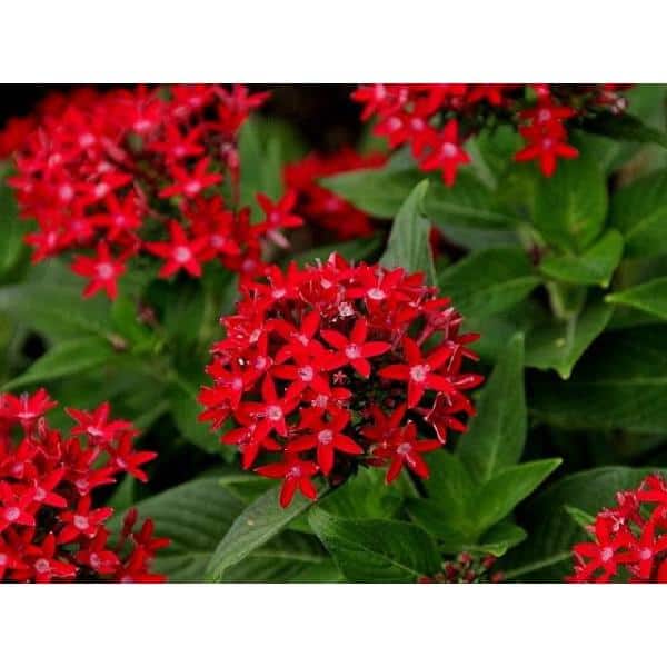 1.38 Pt. Penta Plant Red Flowers in 4.5 In. Grower's Pot (4-Plants)