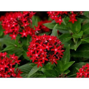 1.38 Pt. Penta Plant Red Flowers in 4.5 In. Grower's Pot (4-Plants)