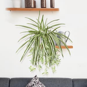 26 in. Artificial Spider Plant Leaf Hanging Plant Greenery Foliage Bush
