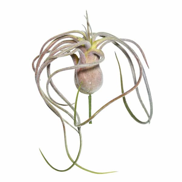 Vickerman 6 in. Green and Red Artificial Flocked Tillandsia Other Floral Arrangement