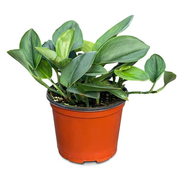 national PLANT NETWORK 6 in. Pothos Sterling Silver Plant in Grower Container