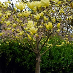 2 gal. Magnolia Yellow Bird Tree with Yellow Flowers