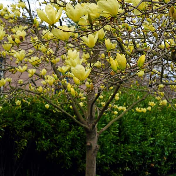 national PLANT NETWORK 2 gal. Magnolia Yellow Bird Tree with Yellow Flowers