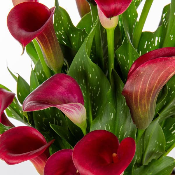 1.5 Pt. Calla Lily Santiago Red Perennial Plant