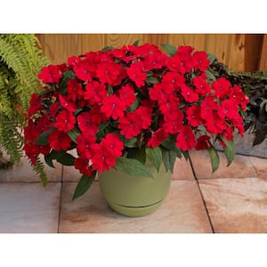 1 Qt. Compact Fire Red SunPatiens Impatiens Outdoor Annual Plant with Red Flowers
