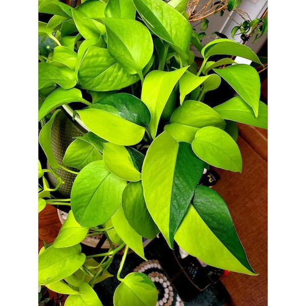 Wekiva Foliage Neon Pothos-Live Plant in a 6 in. Pot-Epipremmum  Aureum-Stunning Houseplant with Unique Foliage NeonPoth1x6