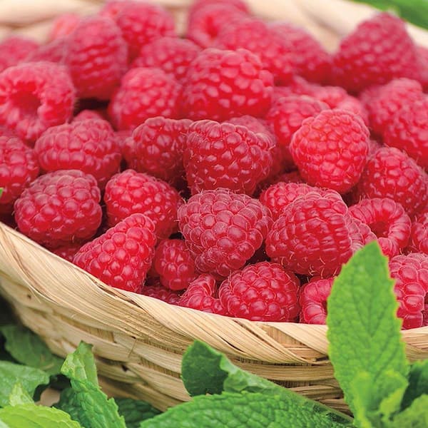 Gurney's Jaclyn Raspberry (Rubus), Live Bareroot Plant, White Flowers to Red Berries (1-Pack)