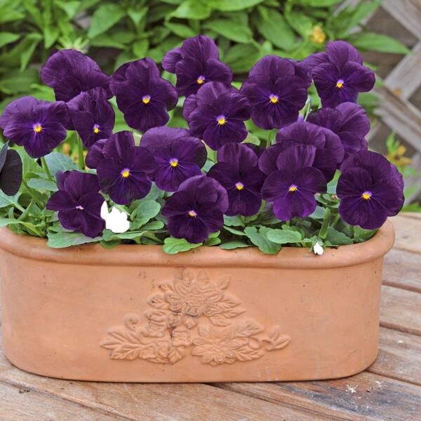 national PLANT NETWORK 4 in. Viola Sorbet XP Purple Plant (32-Pack