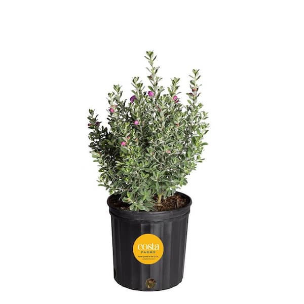 Costa Farms 10 in. Outdoor Purple Texas Sage Plant in Grower Pot, Avg. Shipping Height 24 in.to 30 in. Tall
