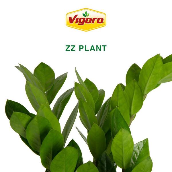 【OK plant】 Big Plants Chicago