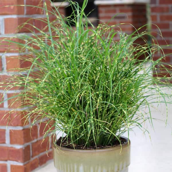 3.25 in. Miscanthus Bandwidth Dwarf Maiden Grass (3-Pack)