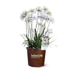 2.5 Qt. Indigo Frost Agapanthus (Lily of the Nile) Live Perennial Plant with Reblooming Purple and White Flowers