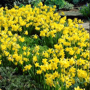Trumpet Yellow Daffodil Bulbs (45-Pack) 36609P - The Home Depot