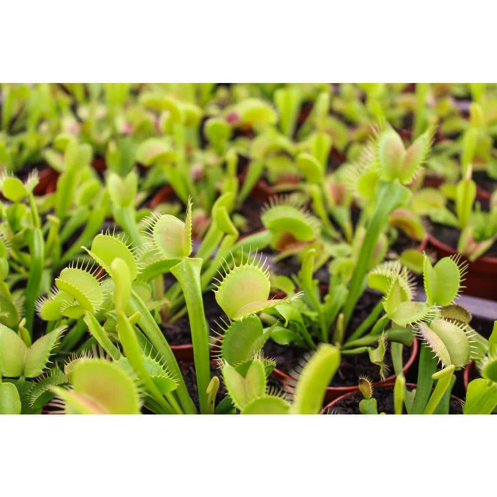 Small Green Venus Fly Trap in Black Grower Pot